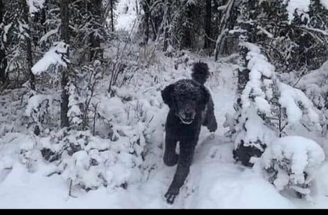 Проверьте свою оптическую иллюзию. Что Вы видите на этой картинке?