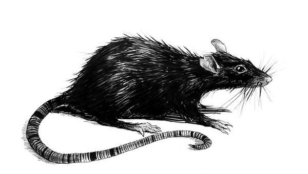 Почему электроремонтники - высоковольтники панически боятся грызунов?