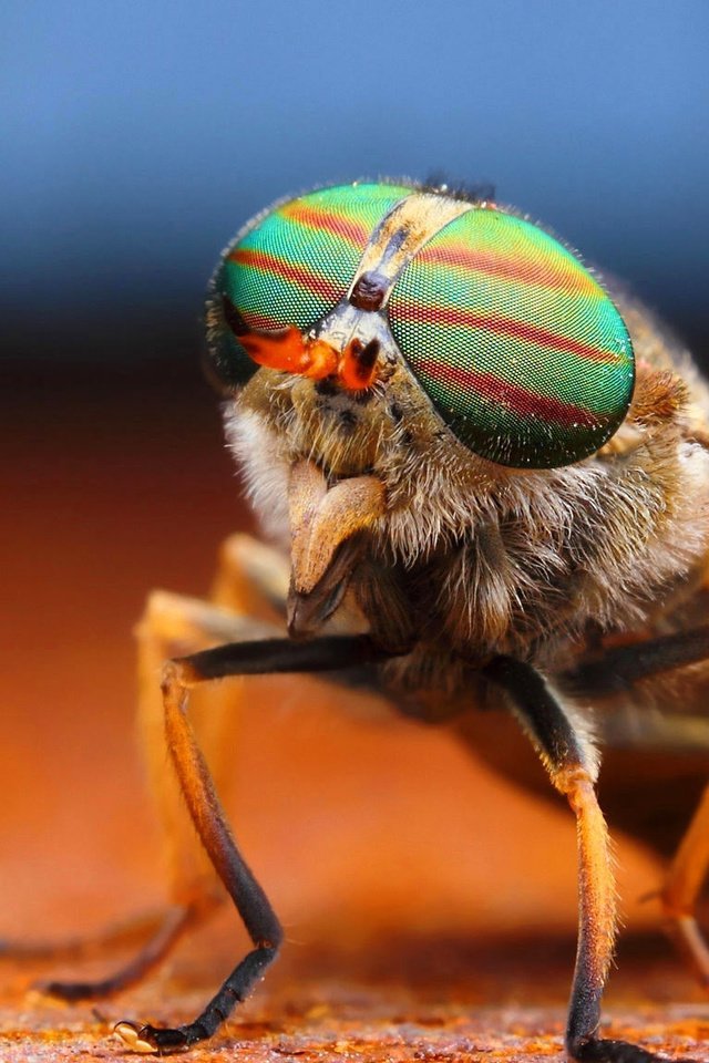 Почему засыхают мухи,жуки,стрекоз ы,насекомые в окне,стёклах,на подоконнике?