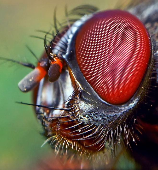 Почему засыхают мухи,жуки,стрекоз ы,насекомые в окне,стёклах,на подоконнике?