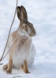 Как зимой эффективно отпугивать зайцев, чтобы не навредить ушастым?