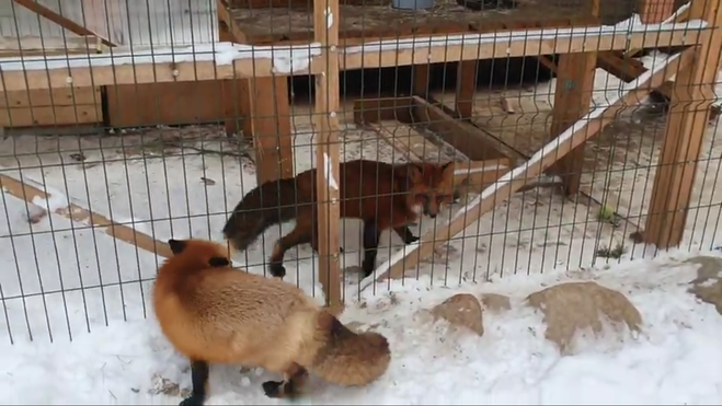 На канале Алиса Фокс Ли Сяо появился лис Арчи, что известно, какие видео?