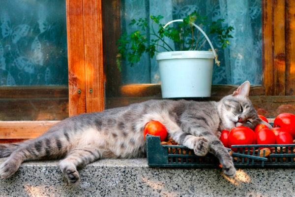 Как подписать фото кота, кошки на даче, на природе (см. ниже)?