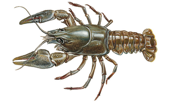 Могут ли подружиться рак и кошечка? Почему да или нет?