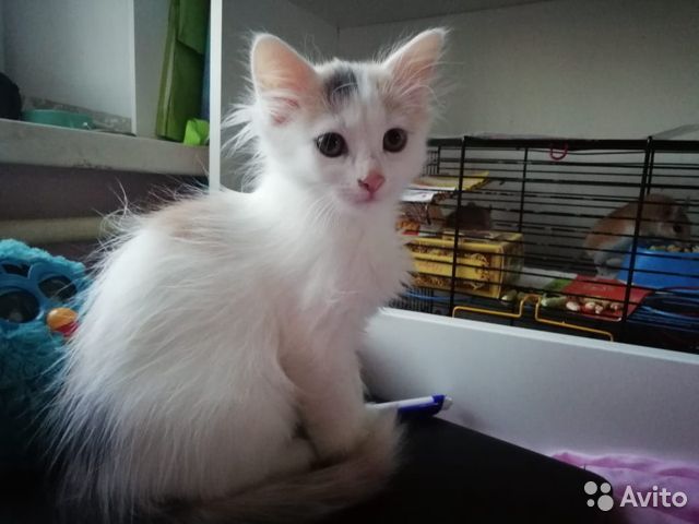 Могут ли подружиться рак и кошечка? Почему да или нет?