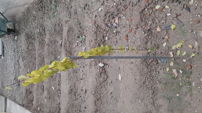 Как обеспечить зимовку, саженцу абрикоса (см. фото)?