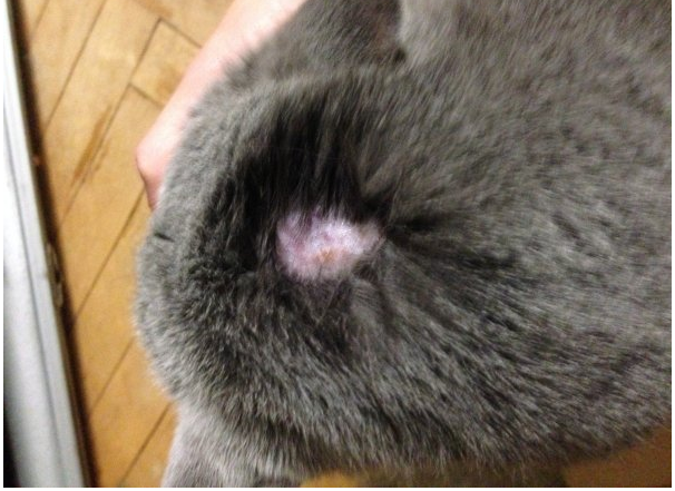 кот болезнь