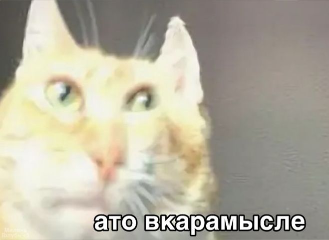 Ачё всмысле - мем с котом, какой оригинал, картинка с надписью и без?