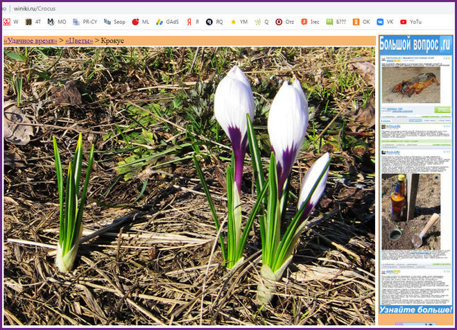 Первоцветы на нашей даче