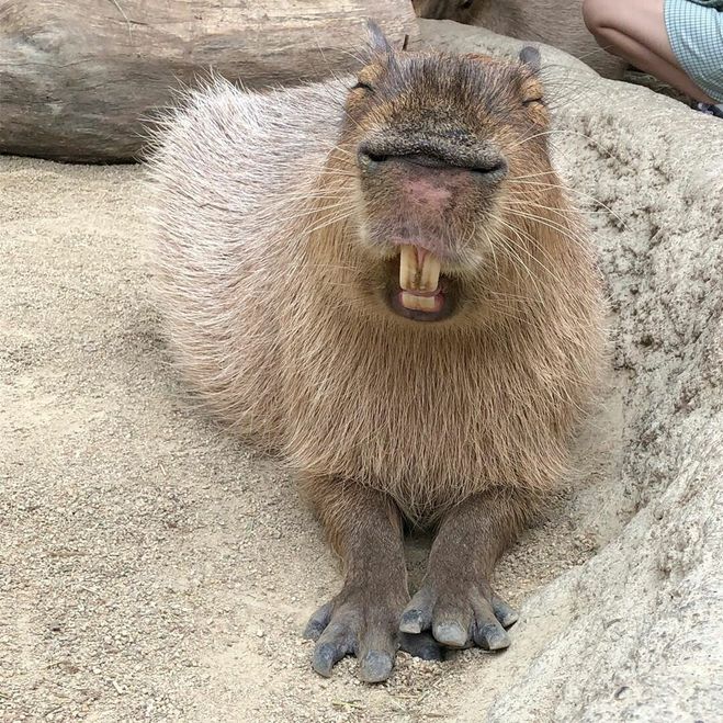 Водосвинка