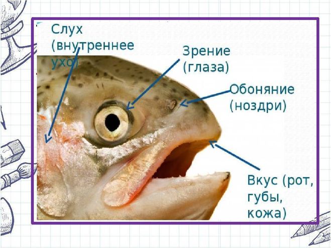 Органы рыбы фото